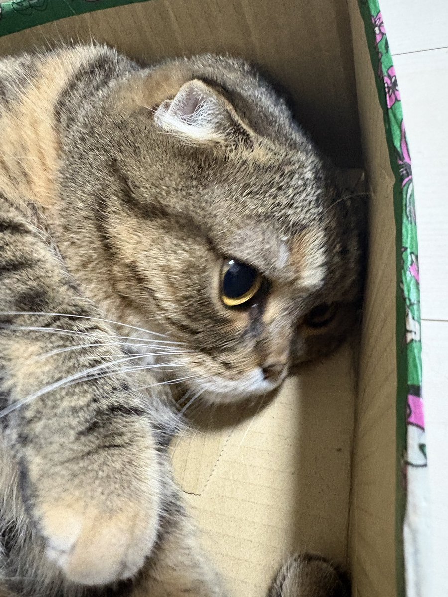 comcomcom_0620's tweet photo. https://t.co/IuNEo5hPml

ウマウマ食べてご機嫌なのか飼主がアイーンしてもかじらなかったちこちゃん https://t.co/B9LoXLAhGF