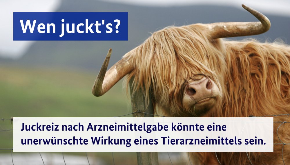 BVL_Bund's tweet photo. 🐄🐖💊

Zum #TagDerNutztiere bitten wir alle Besitzerinnen und Besitzer sowie Tierärztinnen und Tierärzte, unerwünschte Wirkungen von Tierarzneimitteln zu melden. So helfen Sie uns, deren Sicherheit auch nach der Zulassung sicherzustellen.

👉 https://t.co/10mifztWjU https://t.co/MpHDqn74Hp