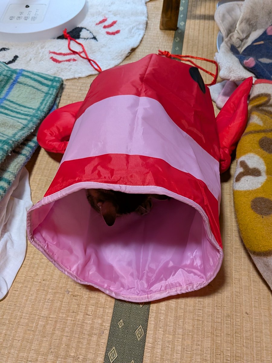 milkmomo's tweet photo. あと、またまたエビシリーズ🦐安売りしてたから買っちゃった!エビのトンネル😄 https://t.co/Dn2Jmv2sg2