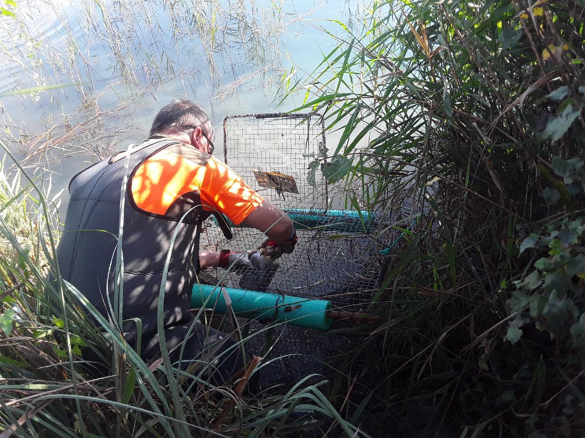 VaersaGva's tweet photo. L'Albufera control invasores: Les Brigades de Manteniment del Parc Natural de l'Albufera realitzen el control d'espècies de Galápagos Invasores mitjançant la instal·lació i revisió de paranys per a la seua captura. https://t.co/alzEfW6zSG