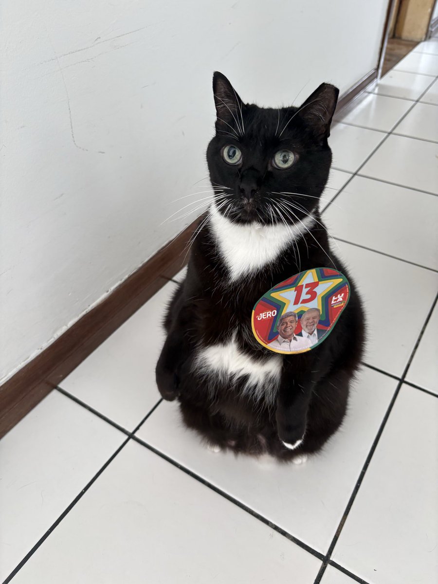 Myborother's tweet photo. GATAS COM LULA https://t.co/fV84PwbKpy
