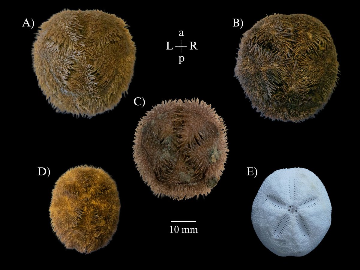 BioDataJournal's tweet photo. 🐚 A new @GBIF dataset compiles specimen-level occurrence records of three Abatus #seaurchin species across southern Patagonia, the Subantarctic islands and Antarctica, helping fill knowledge gaps in Antarctic and Subantarctic benthos: https://t.co/KudstxJWHM

#echinoids https://t.co/9JplX0Xb08