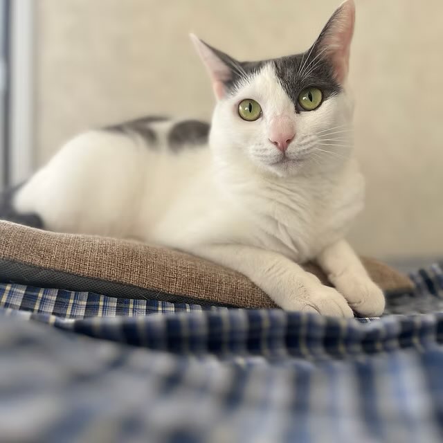 minatoneco's tweet photo. 譲渡会ご来場予約受付中🎃✨
子猫はもちろん、安定感抜群の落ち着いた大人猫も新しい家族との出会いを待っています🐾
ライフスタイルに合ったご縁探しをお手伝いします🌟会場でお気軽にご相談ください！

🐈みなとねこ赤坂見附駅前譲渡会
🗓️10/12(月祝) 14時〜16時
📍マルチスペース「アゲサロン」 https://t.co/h70ngOEIeD