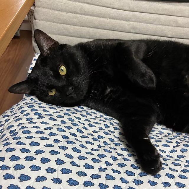 minatoneco's tweet photo. 譲渡会ご来場予約受付中🎃✨
子猫はもちろん、安定感抜群の落ち着いた大人猫も新しい家族との出会いを待っています🐾
ライフスタイルに合ったご縁探しをお手伝いします🌟会場でお気軽にご相談ください！

🐈みなとねこ赤坂見附駅前譲渡会
🗓️10/12(月祝) 14時〜16時
📍マルチスペース「アゲサロン」 https://t.co/h70ngOEIeD
