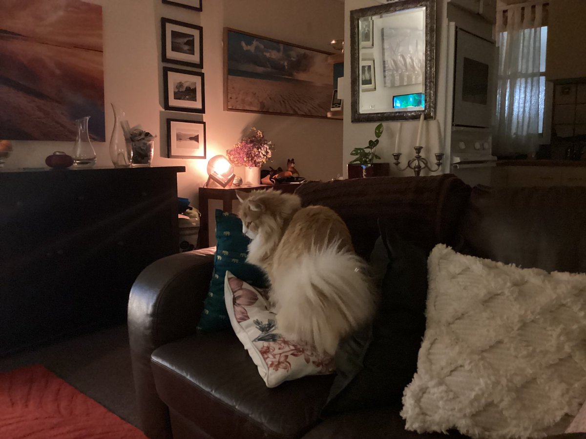craigsrex's tweet photo. Checking out why the surly Selkirk enjoys stumping up on here on the fabulous Freda Friday! #Cats #CatsAreFamily #CatsOnTwitter #CatsOfTwitter #catsOnX #CatsOfX #FabulousFredaFriday https://t.co/pXXxD305Qp