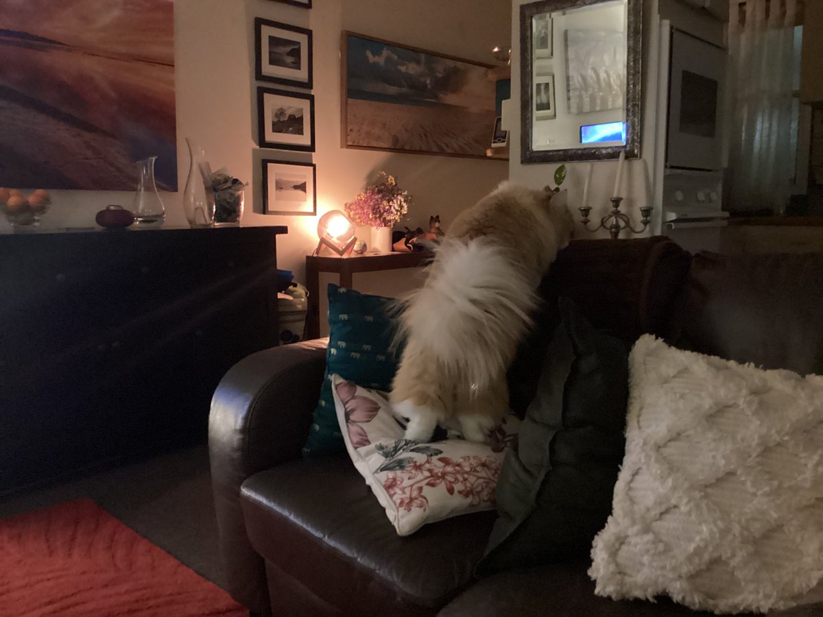 craigsrex's tweet photo. Checking out why the surly Selkirk enjoys stumping up on here on the fabulous Freda Friday! #Cats #CatsAreFamily #CatsOnTwitter #CatsOfTwitter #catsOnX #CatsOfX #FabulousFredaFriday https://t.co/pXXxD305Qp