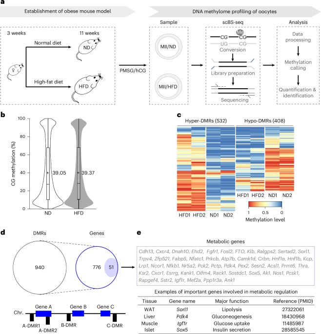 NatMetabolism's tweet photo. Maternal obesity imprints methylation marks in oocytes to drive intergenerational metabolic dysfunction dlvr.​it/TVl8W9 https://t.co/XtD9XDwSLH