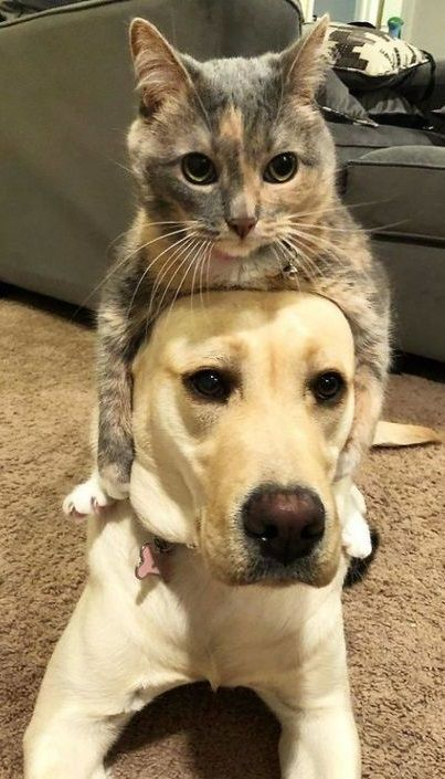 ynjnfims's tweet photo. i see no differences https://t.co/xRL85kwV4L