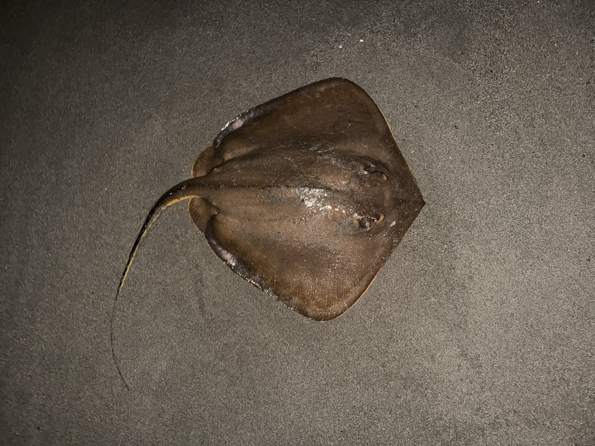 Errantesasurug's tweet photo. シーバス用ルアーのスカーナッシュさんでメーターオーバーの平べったい魚が釣れたから、これヒラスズキかな？やったやったー…😭 https://t.co/WctmPxFiIc
