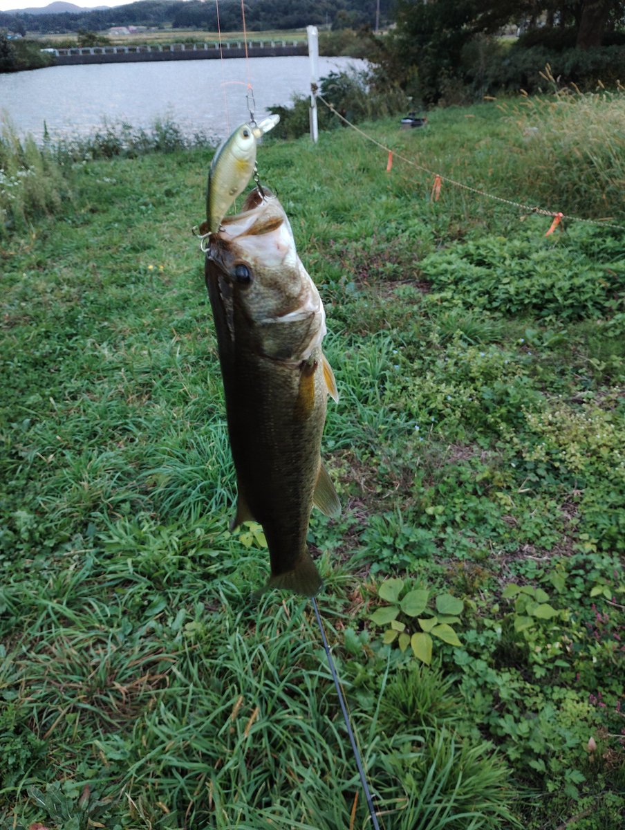 getgetwild's tweet photo. 午後から休み、夕暮れ一時間前からいつもの湖にバス釣り。先週から夕方の気温が下がって、子供達も来なくなった感じかな。夕暮れ前の回遊してるのをクランクで狙って30㌢弱と子バス。実は休日の週末になると釣り人が朝から投げるから、スレて夕方前は釣れなくなる感じかな？ https://t.co/giRPLTURdn