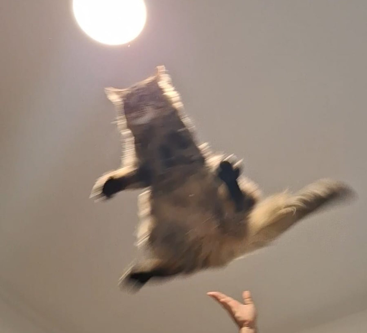 xanaclaralho's tweet photo. imagens raras do dia que meu gato aprendeu a voar https://t.co/Lt5XekdvIr