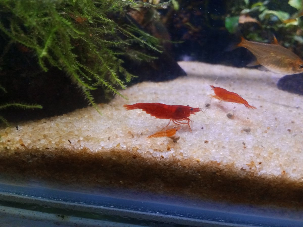 Febriiinz's tweet photo. Shrimplet 🦐🦐 https://t.co/a5nhi3vMdp
