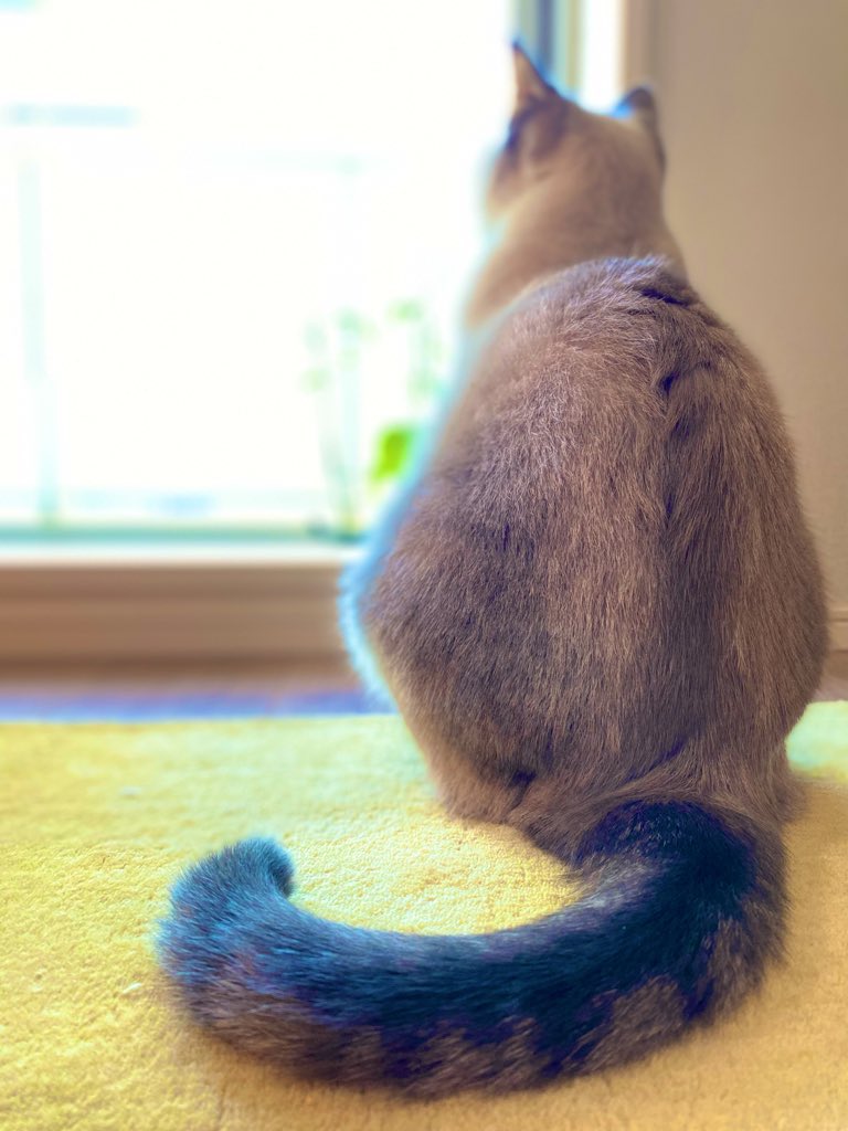uzucatart's tweet photo. 名前は「ふゆ」です
由来は冬に保護したからです https://t.co/xZVWL4Lu24