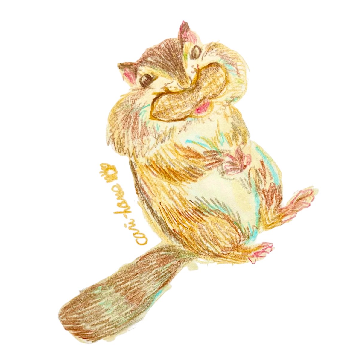 cani_house's tweet photo. #ごちそういっぱい

#スケッチ　#イラスト　#アナログイラスト　#illustration  #art  #色鉛筆　#毎日投稿　#シマリス　#頬袋　#chipmunk https://t.co/bu5UN6wsoc