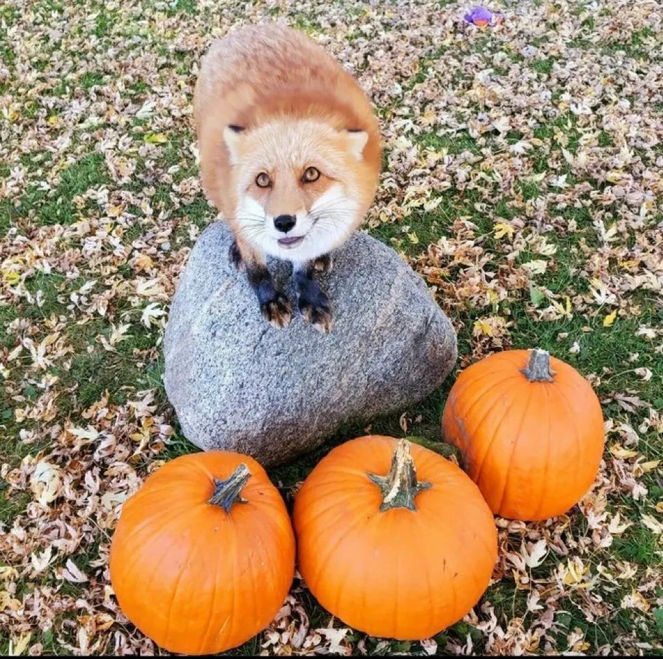 autismceo_1089's tweet photo. me and my pumpkins https://t.co/9B6RQgo5x0