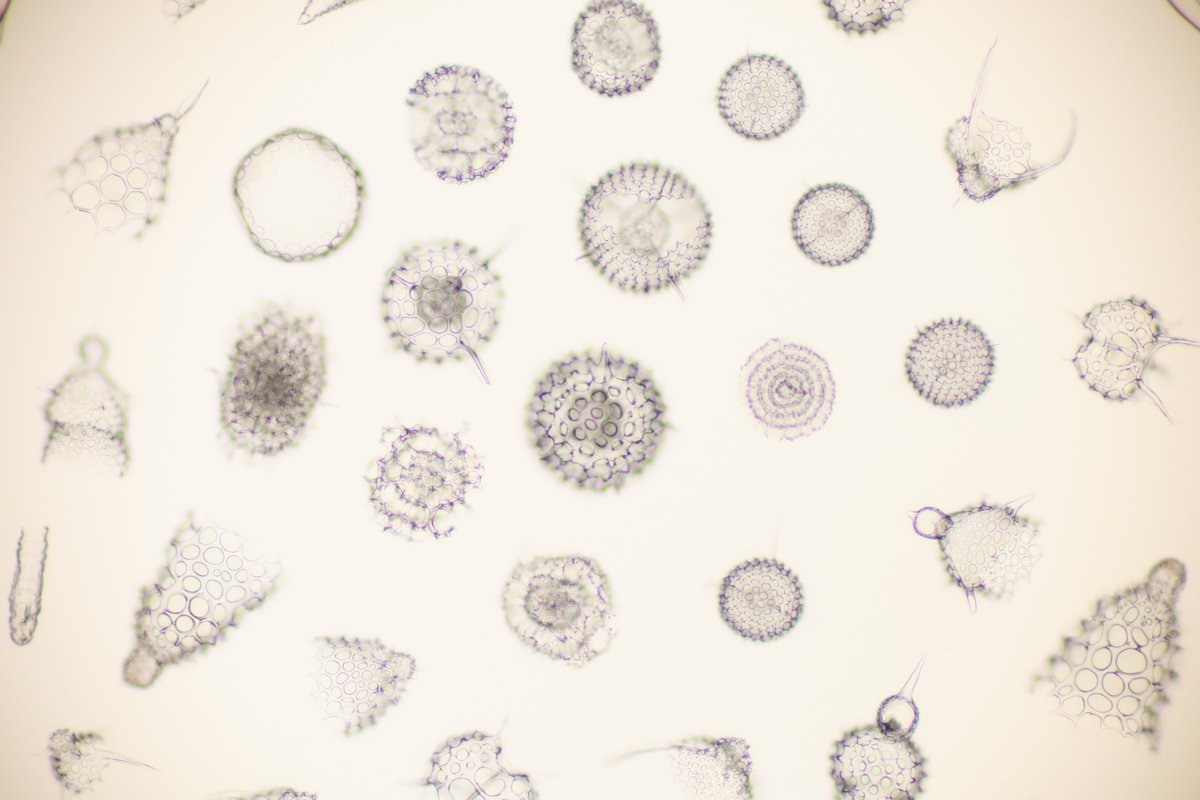 w_u_microscope's tweet photo. MWSの放散虫スライドを観察！！ https://t.co/0CIlgqVRzl