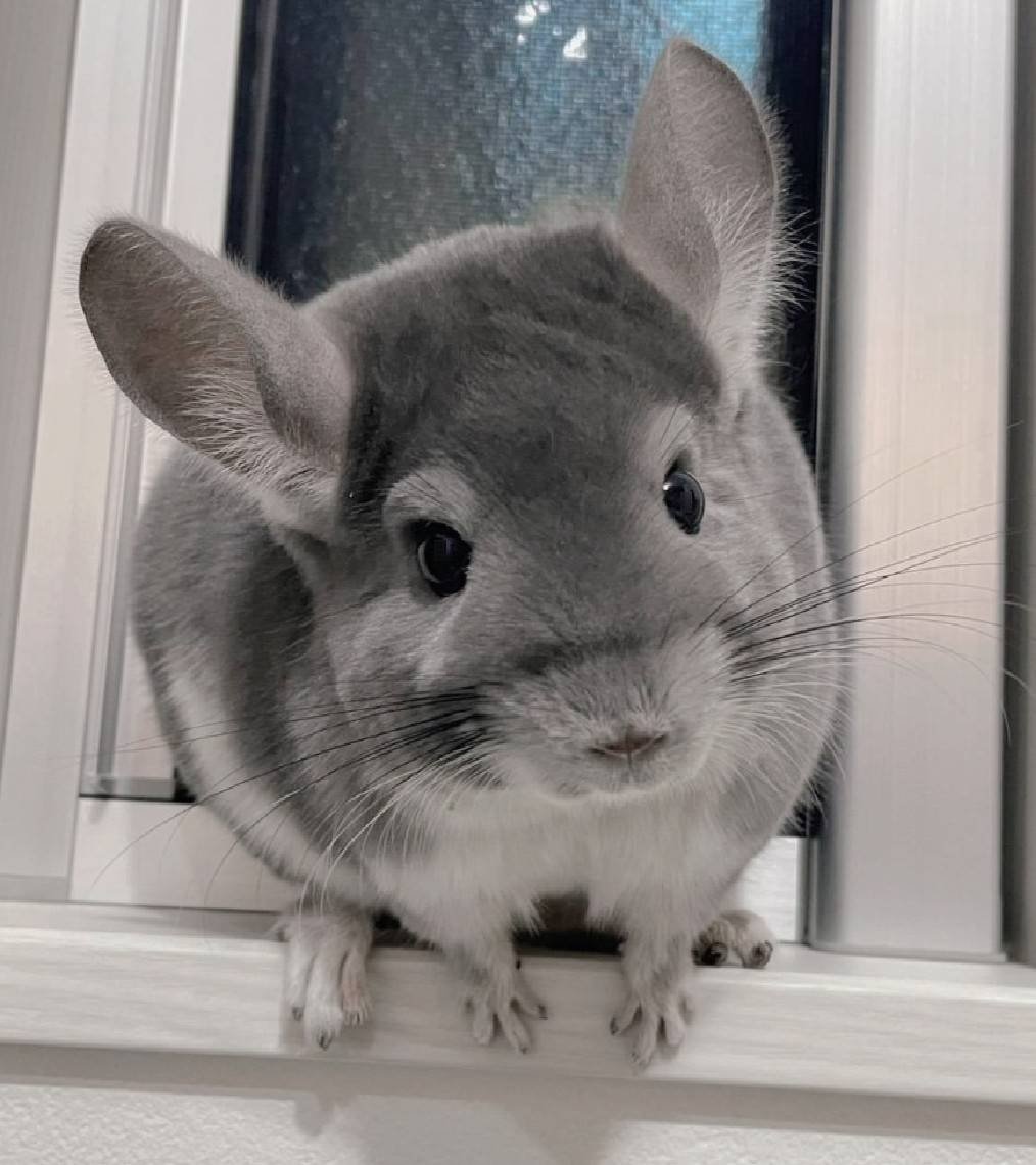 ToaruChinchilla's tweet photo. そこには乗らないでくださ〜い https://t.co/q6XQtHzJkv