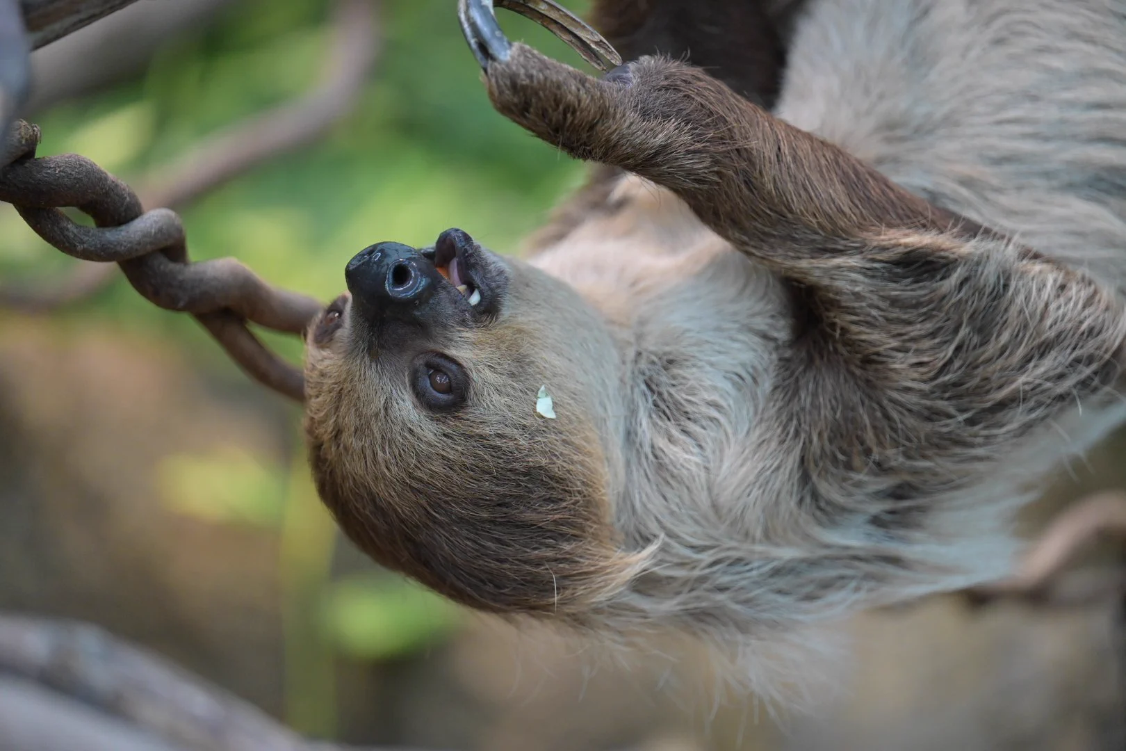 ナマケモノ研究所(The sloth research center)🦥 (@sametyphoon) / X