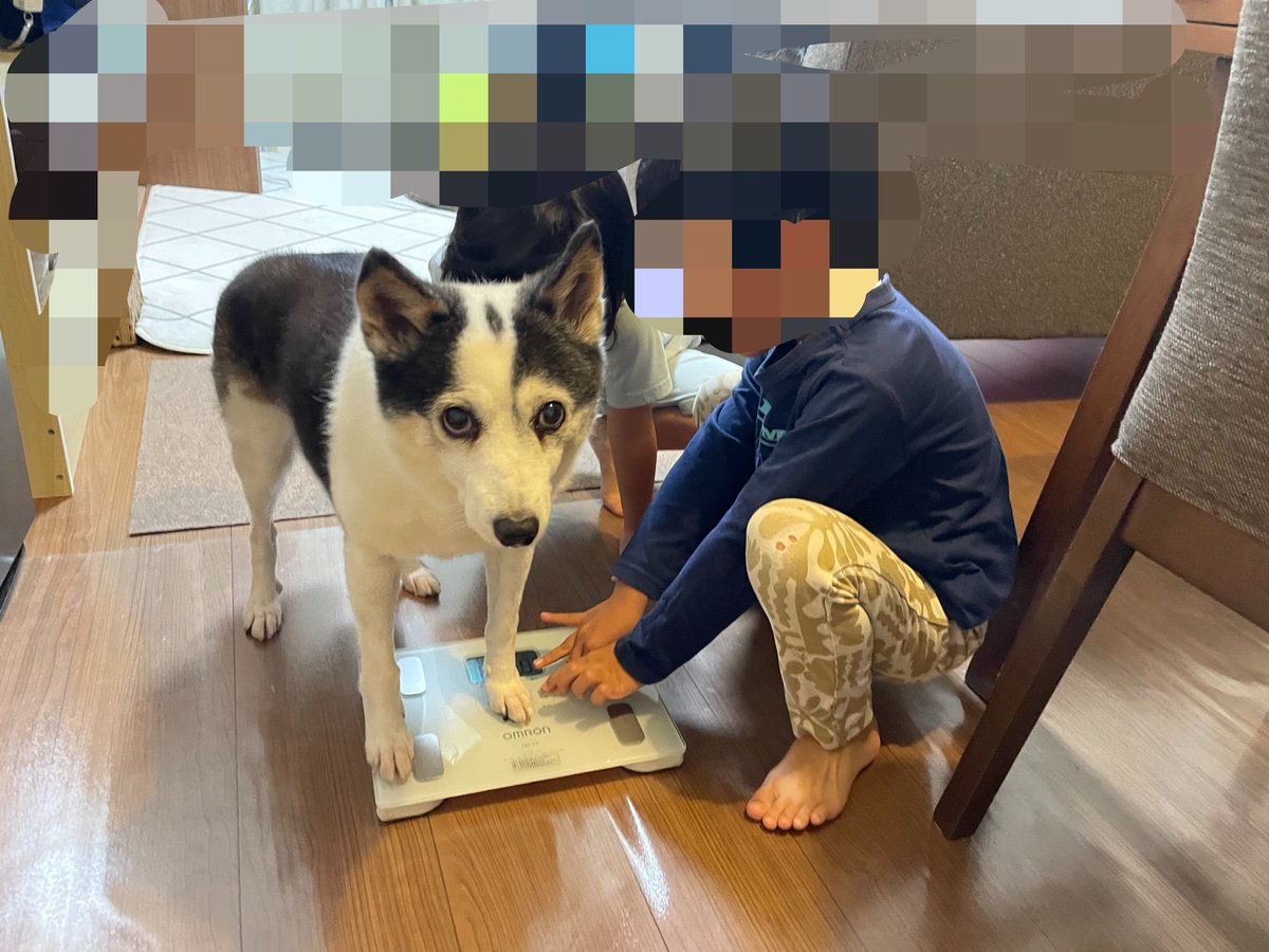 kobushichan's tweet photo. 置いてあった体重計を通りがかりに踏んづけたこぶし。「こぶしは何キロ！？」と体重を量ろうとする子どもたち。なんのこっちゃの表情でフリーズするこぶし。平和。 https://t.co/gzqILYQ42t