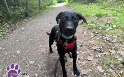 PDRescue's tweet photo. #FosterFriday

Our community of dog foster carers open up their homes &amp; hearts to dogs in need. They provide the comfort to dogs who need a little extra care, eg those who need a calm environment to recover from surgery or a patient friend to help them come out of their shell. https://t.co/B9Cvv0mglm