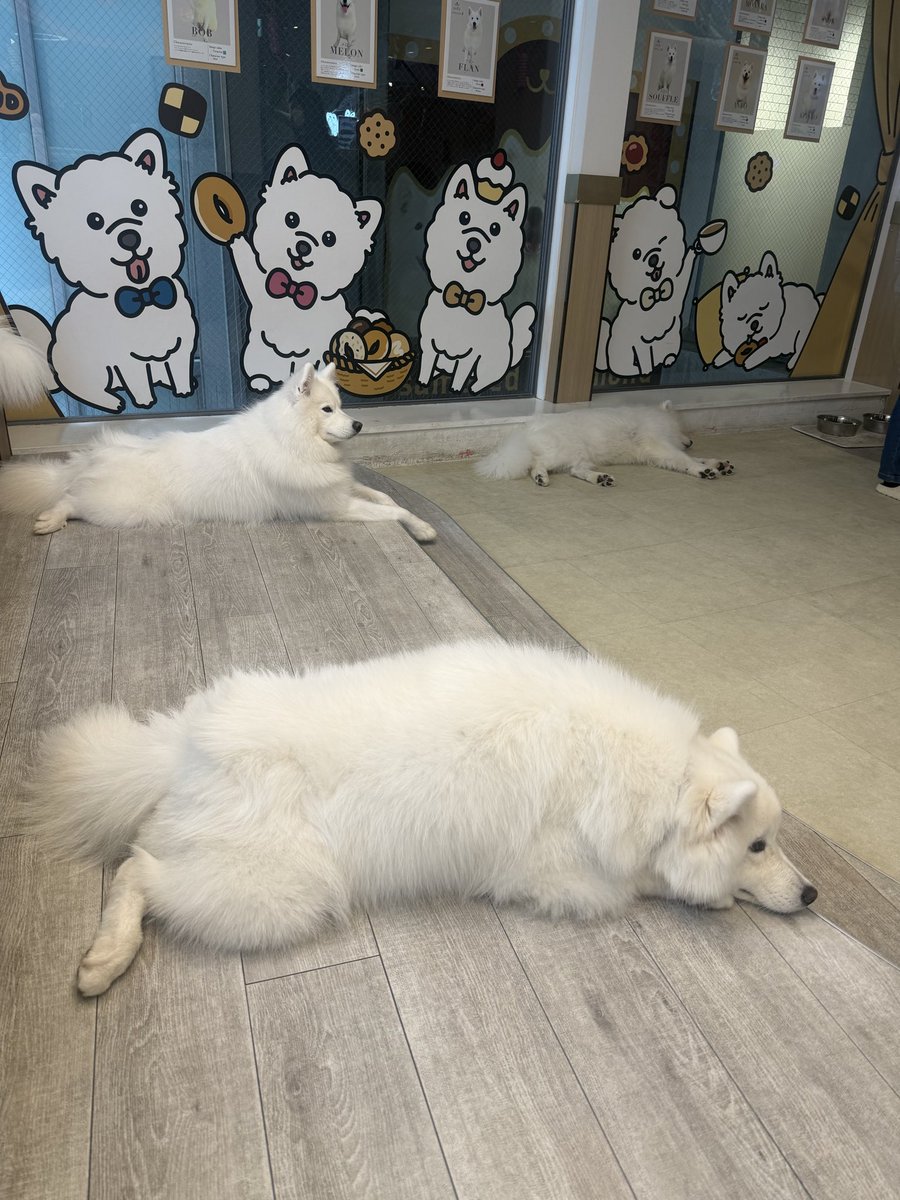 haruna_brown_'s tweet photo. もっふもふと戯れました🐶☁️ https://t.co/GC9klFmNzC