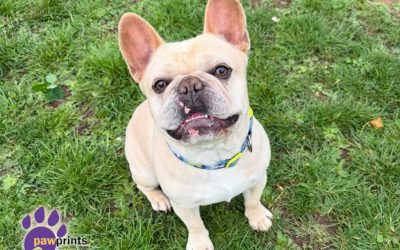 PDRescue's tweet photo. #FosterFriday 

Simply put fosterers save lives. Not only does a foster home provide a safe place until a dogs forever home is found but it also provides them with a chance to relax and practice their “home skills” (#Warks or further afield if you're able to help with transport) https://t.co/AlYv7zBv0R