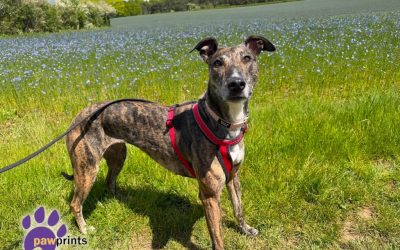 PDRescue's tweet photo. #FosterFriday 

Simply put fosterers save lives. Not only does a foster home provide a safe place until a dogs forever home is found but it also provides them with a chance to relax and practice their “home skills” (#Warks or further afield if you're able to help with transport) https://t.co/AlYv7zBv0R