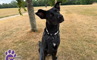 PDRescue's tweet photo. #FosterFriday 

Simply put fosterers save lives. Not only does a foster home provide a safe place until a dogs forever home is found but it also provides them with a chance to relax and practice their “home skills” (#Warks or further afield if you're able to help with transport) https://t.co/AlYv7zBv0R