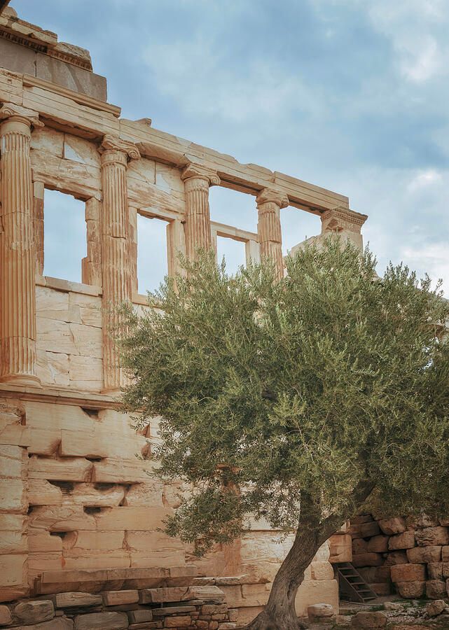 joancarroll's tweet photo. Famous Olive Tree at the Acropolis! https://t.co/MlNVP2tb15 #acropolis #olive #tree #olivetree #erechtheion #athens #greece #buyart #wallart #artforsale #artstore #travel #travelphotography #wallartforsale #giftideas @joancarroll https://t.co/WSxND7ZnFZ