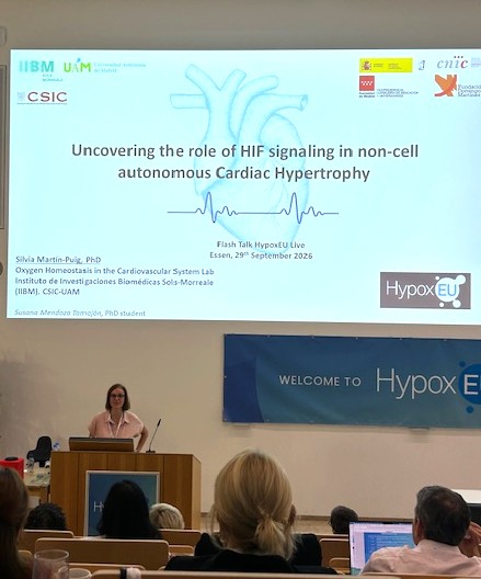 IIBmCSICUAM's tweet photo. 🔬The group of Silvia Martín-Puig #IIBM participated in the 3rd HypoxEU Live in Essen, Germany, sharing new findings on hypoxia and cardiac hypertrophy and on the sex-specific impact of HIF signaling in the cardiac vasculature. 👏 https://t.co/u2F4qmueVa