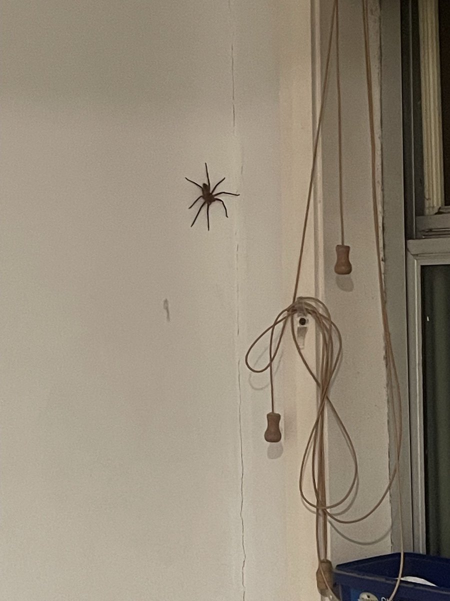 Mr_B1urry's tweet photo. Theres a spider in the loo~ Fa la la la la~ 🕷️🕷️ https://t.co/Z2tXJjx4mt