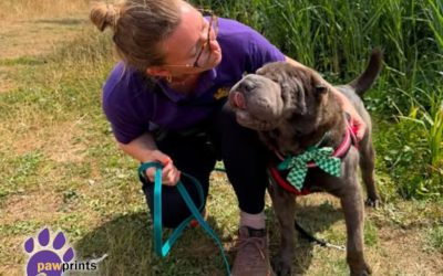 PDRescue's tweet photo. #FosterFriday

Our community of dog foster carers open up their homes &amp; hearts to dogs in need. They provide the comfort to dogs who need a little extra care, eg those who need a calm environment to recover from surgery or a patient friend to help them come out of their shell. https://t.co/B9Cvv0mglm