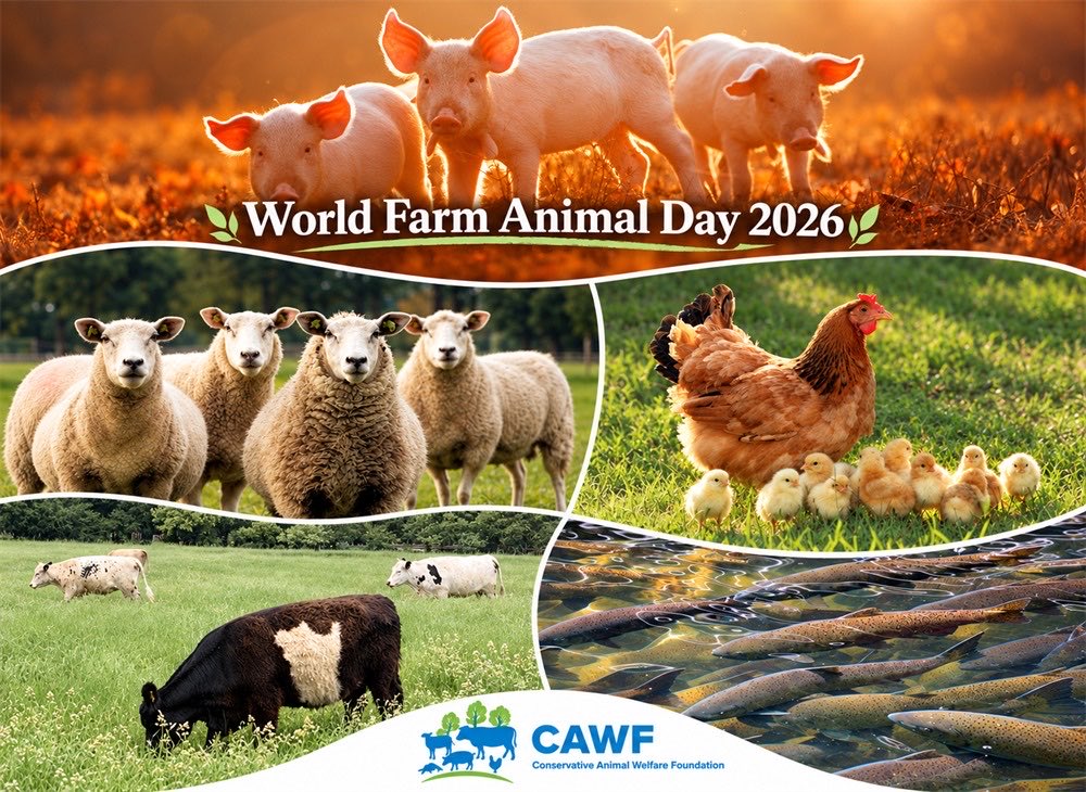 ConservativeAWF's tweet photo. It’s #WorldFarmAnimalsDay Right now, billions of sentient farm animals are suffering miserable, short lives crammed in cages and crates on industrial factory farms across the world. They are denied a blade of grass, the sun and the stars. We need change for these animals. End factory farming  https://t.co/HNZZ95eQwO