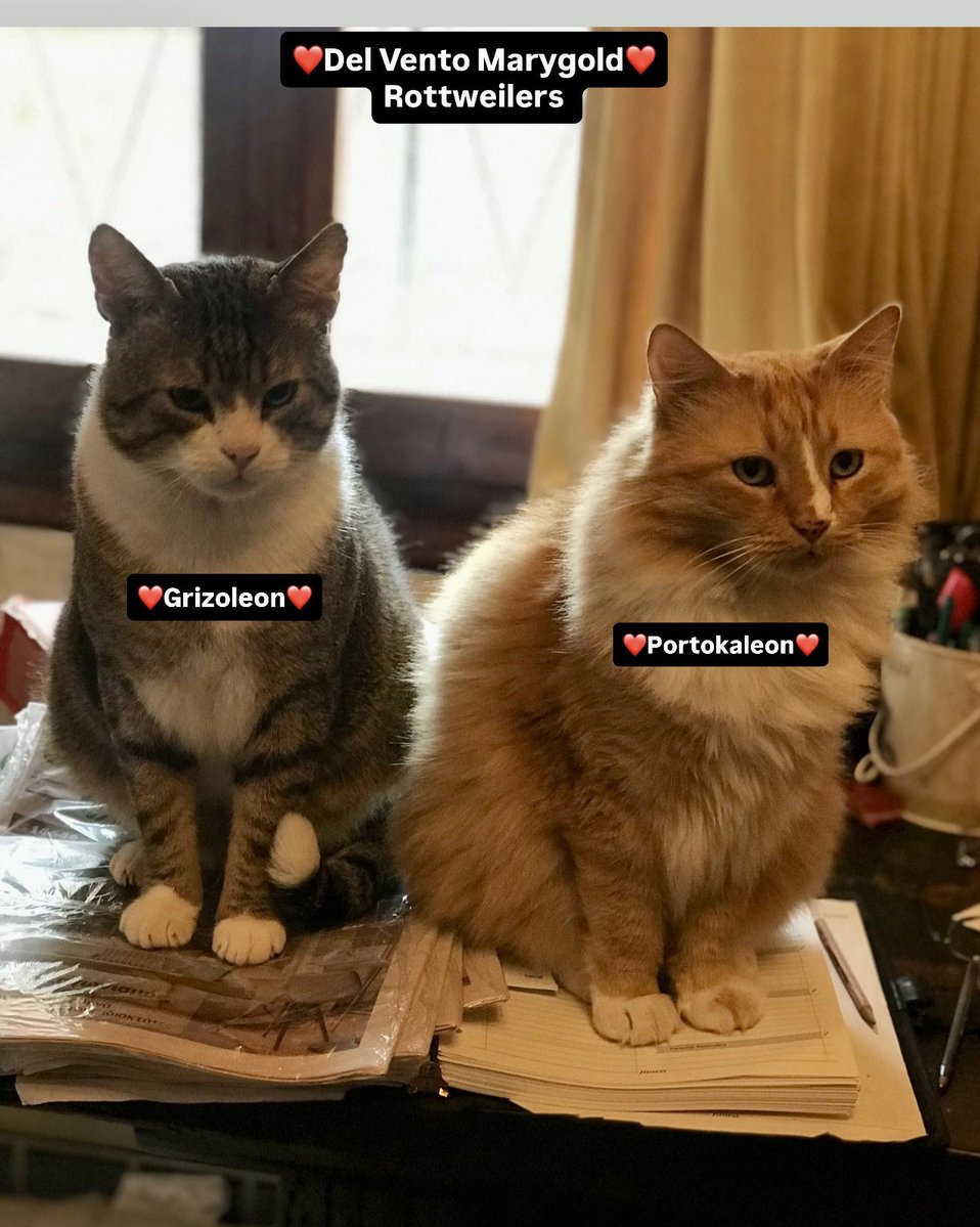 MZisimatou's tweet photo. @AngelAn25565378 Οι Γάτες είναι ιερές‼️. Τις λατρεύω♥️♥️♥️ https://t.co/qLooeMSbaz