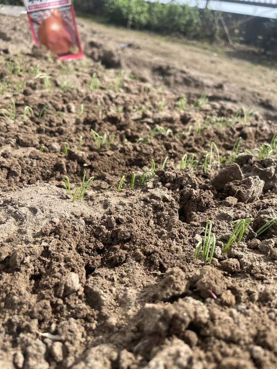 Non_Biri3's tweet photo. 玉ねぎ🧅
ネオアース　9/24播種
発芽🌱

折れ曲がって？出てきて、
そのあと真っ直ぐになる❓
なんか不思議🧐 https://t.co/9MzEE8BU6L