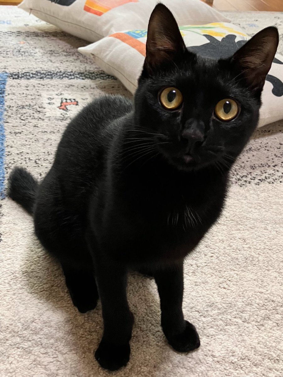 wanekocafe's tweet photo. 【里親様募集中】

のあ君　黒猫　1歳

去勢手術済・マイクロチップ装着済
3種混合ワクチン接種済・FeLV/FIV陰性・駆虫済

とっても元気で、とってもイケメンな、黒猫の男の子です。
運動神経抜群。
遊んでほしくて、先輩猫に突っかかってしまう為、先住猫さんがいないご家庭を探しています。 https://t.co/q8AjndR0Oo