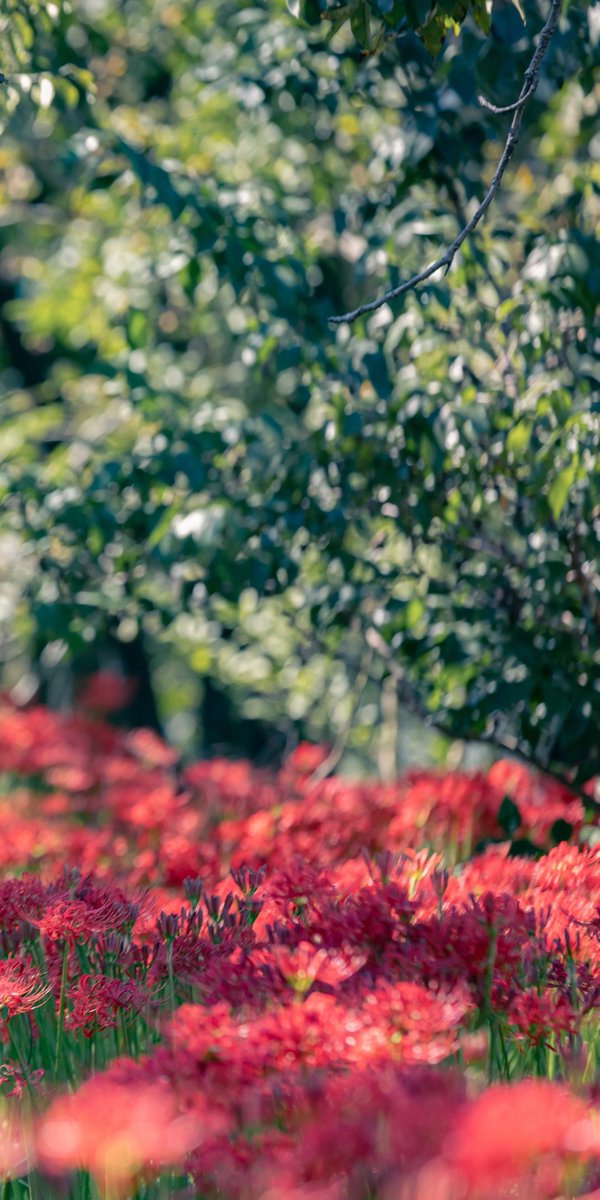 8_zln_8's tweet photo. cos rkrn 食満留三郎

沙羅双樹の花の色
盛者必衰の理をあらわす

photo(@kuoooooosbckn) https://t.co/yAoIZUVHKQ