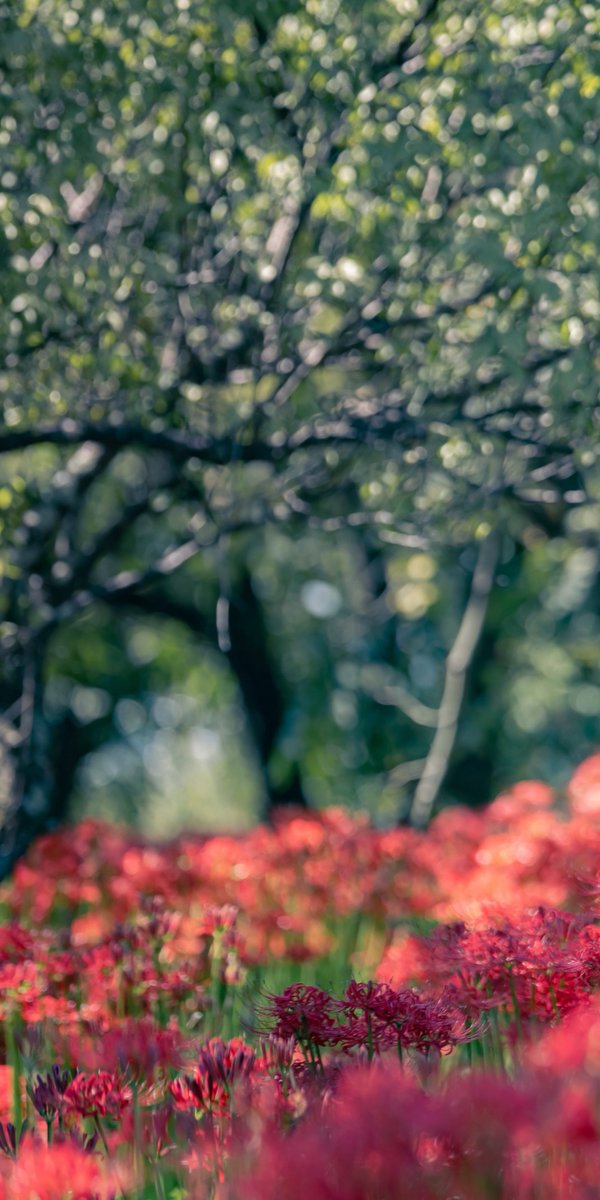 8_zln_8's tweet photo. cos rkrn 食満留三郎

沙羅双樹の花の色
盛者必衰の理をあらわす

photo(@kuoooooosbckn) https://t.co/yAoIZUVHKQ