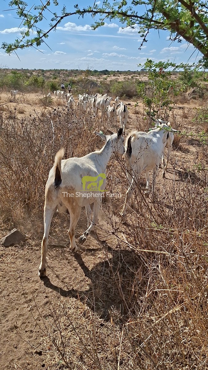 TheShepherdFarm's tweet photo. Follow the leader 😁
We are the #GoatEmpire 🐐 #TheShepherdFarm #Goats #GallaGoats
#GoatFarmingInKenya https://t.co/sbIKaQCE8J