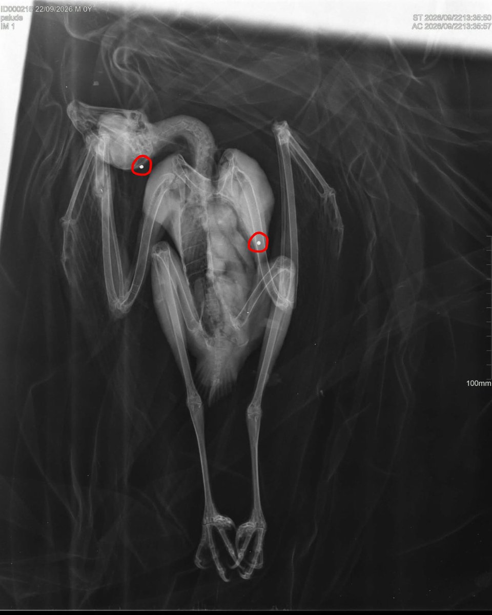 WWFitalia's tweet photo. Guardate questa radiografia: mostra il corpo di un rapace impallinato
Ben 5, tra gheppi e sparvieri, i rapaci giunti al nostro CRAS (Centro recupero #animali selvatici) di Valpredina (BG) dall'apertura della stagione di #caccia 
2 casi anche in Sicilia
👇
https://t.co/P0nzXKMX72 https://t.co/D1OwXcNbrk