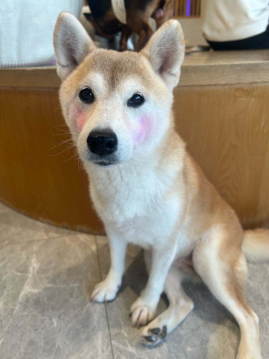 CoolCodextaqy's tweet photo. This 四都侣 feeds 四 cute pets daily with love u0026 care, making every small moment warm and sweet. https://t.co/bpGfrV2siF