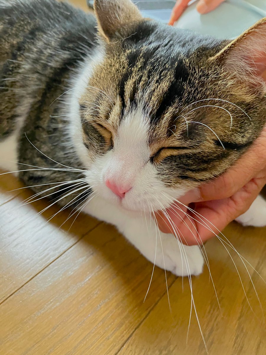 wanekocafe's tweet photo. 【里親様募集中】

そら君　キジ白　推定6歳の男の子

去勢手術済・マイクロチップ装着済
3種混合ワクチン接種済・FeLV.FIV共に陰性・駆虫済

とってもかわいい甘えん坊な男の子です。
以前は2頭で��われていたにもかかわらず、猫が苦手なようなので、先住猫さんがいないご家庭を探しています。 https://t.co/iSk9SCYl1Q