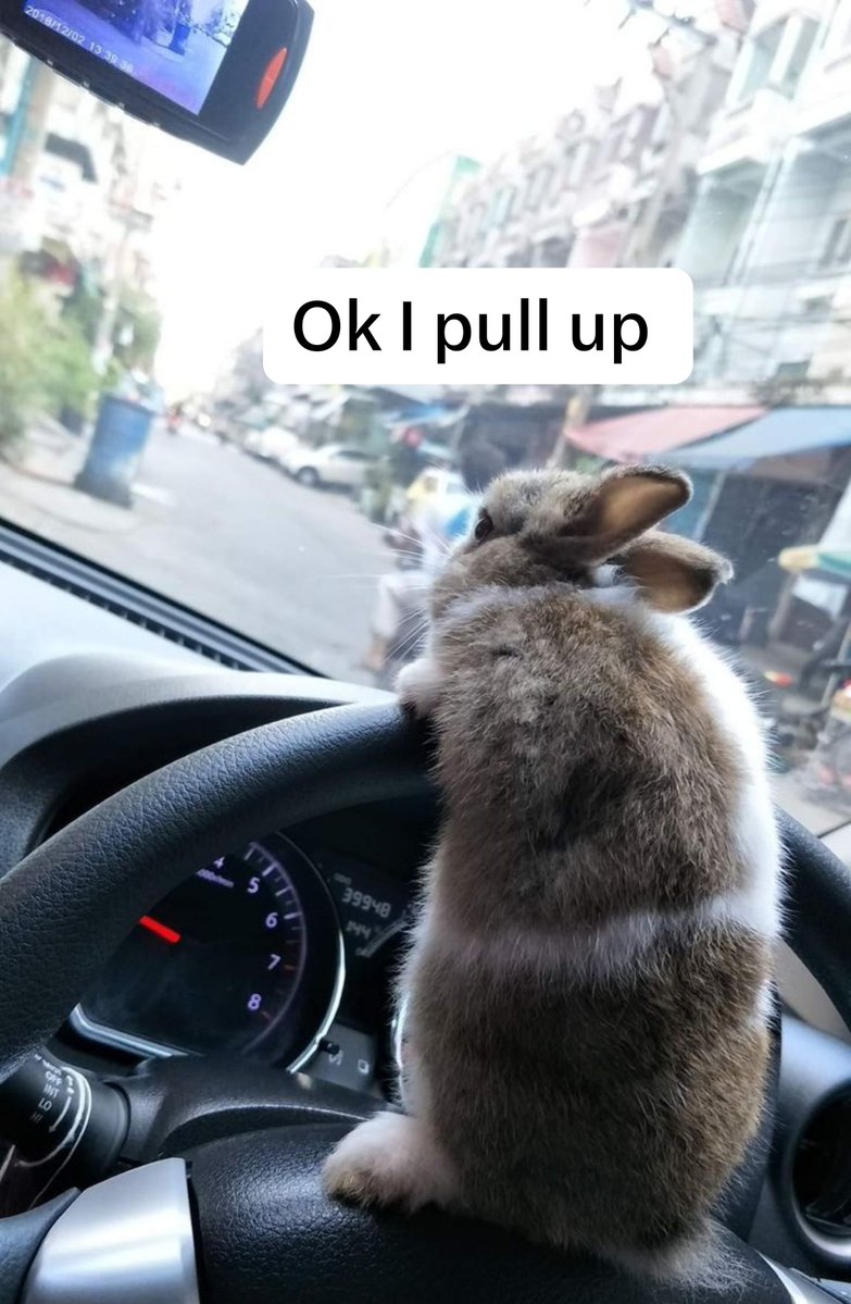 popularrabbit's tweet photo. https://t.co/erMvFa7VBg