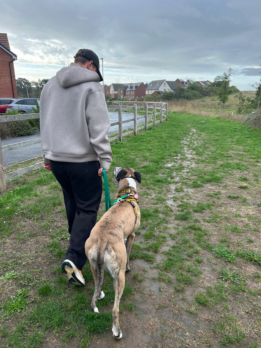 DT_Kenilworth's tweet photo. This #FosterDogFriday is all about Ella! 🐶

She's been spending time settling in to all the comforts of home and she's decided... she actually LOVES it! 🏡

#RescueDog #AdoptMe #Rehome #Lurcher #Foster https://t.co/6tYMX3SMqy