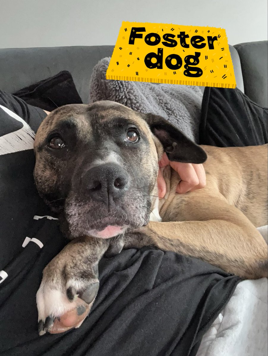 DT_Kenilworth's tweet photo. This #FosterDogFriday is all about Ella! 🐶

She's been spending time settling in to all the comforts of home and she's decided... she actually LOVES it! 🏡

#RescueDog #AdoptMe #Rehome #Lurcher #Foster https://t.co/6tYMX3SMqy