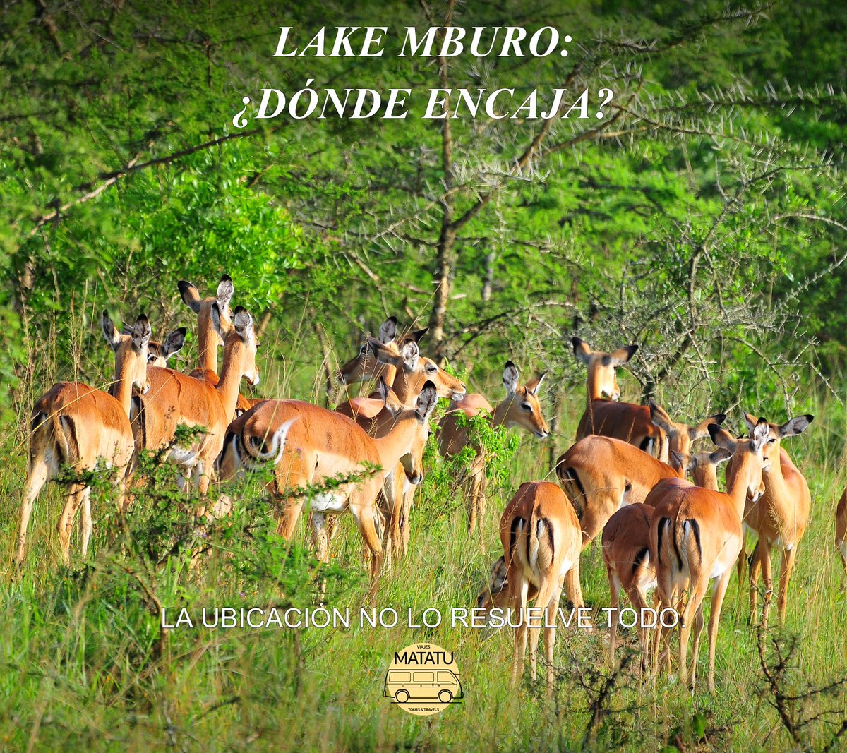 Viajesmatatu's tweet photo. Lake Mburo está cerca de la carretera entre Kampala y el oeste de Uganda. Antes de añadirlo a una ruta, revisa noches, siguiente etapa y tiempo para disfrutar del parque. Su ubicación ayuda a planificar; el encaje depende del viaje. #Uganda

Fotografía: Matthias Mugisha. https://t.co/6AOe3E3PrT