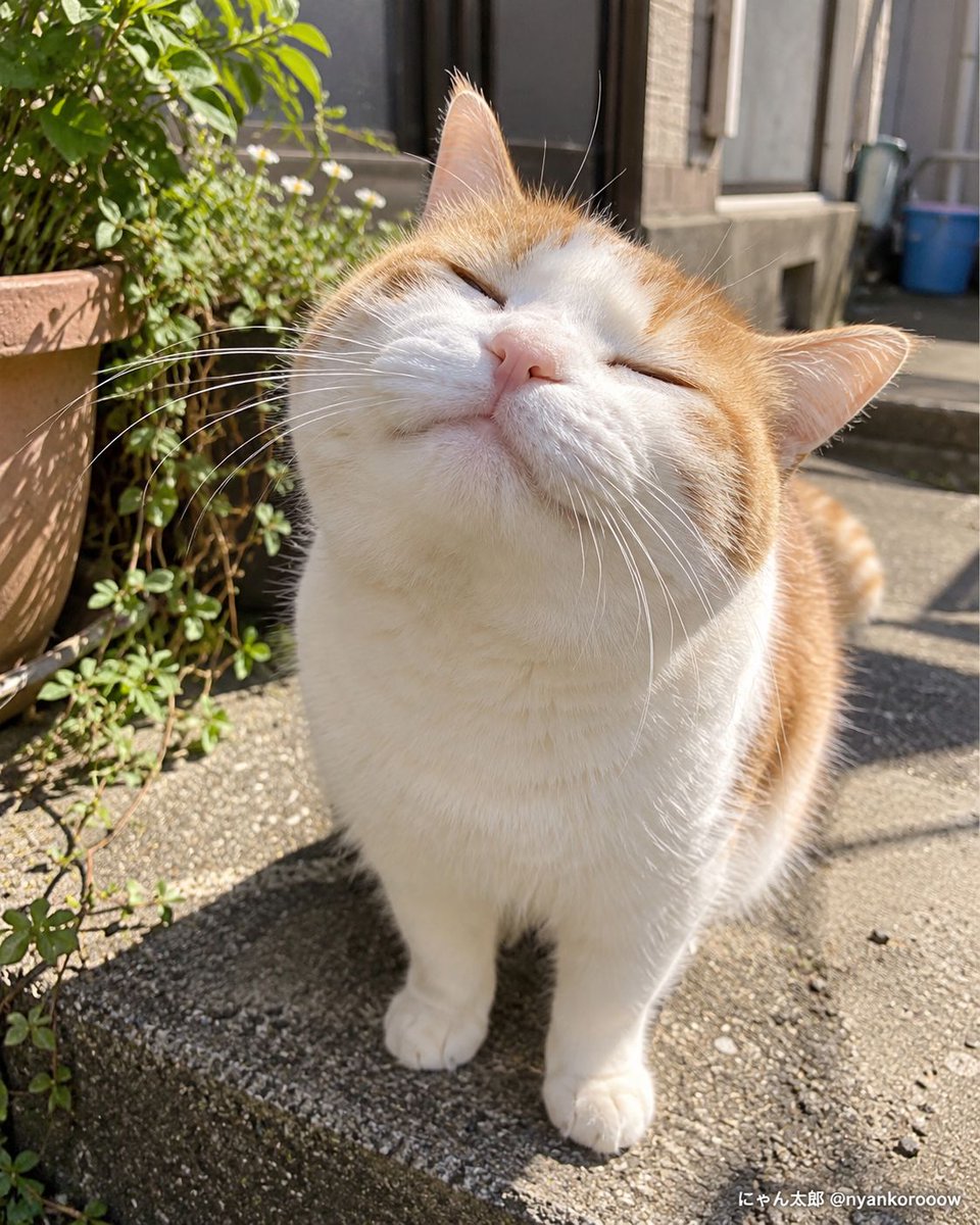 nyankorooow's tweet photo. 幸福度、顔面から漏れてる。 https://t.co/jysPhcWKCc