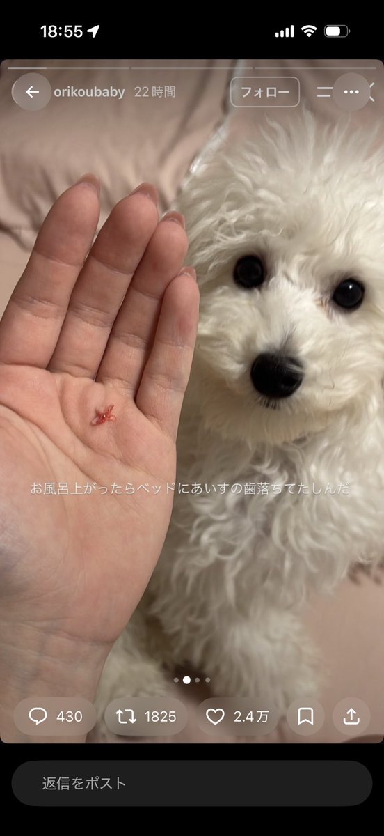 niisuguru2's tweet photo. ワンちゃん虐待してるお宅の店のキャストのミルクって子からワンちゃん助けてあげたいんですけど協力してもらえませんか？ https://t.co/WBRPzhqqLE