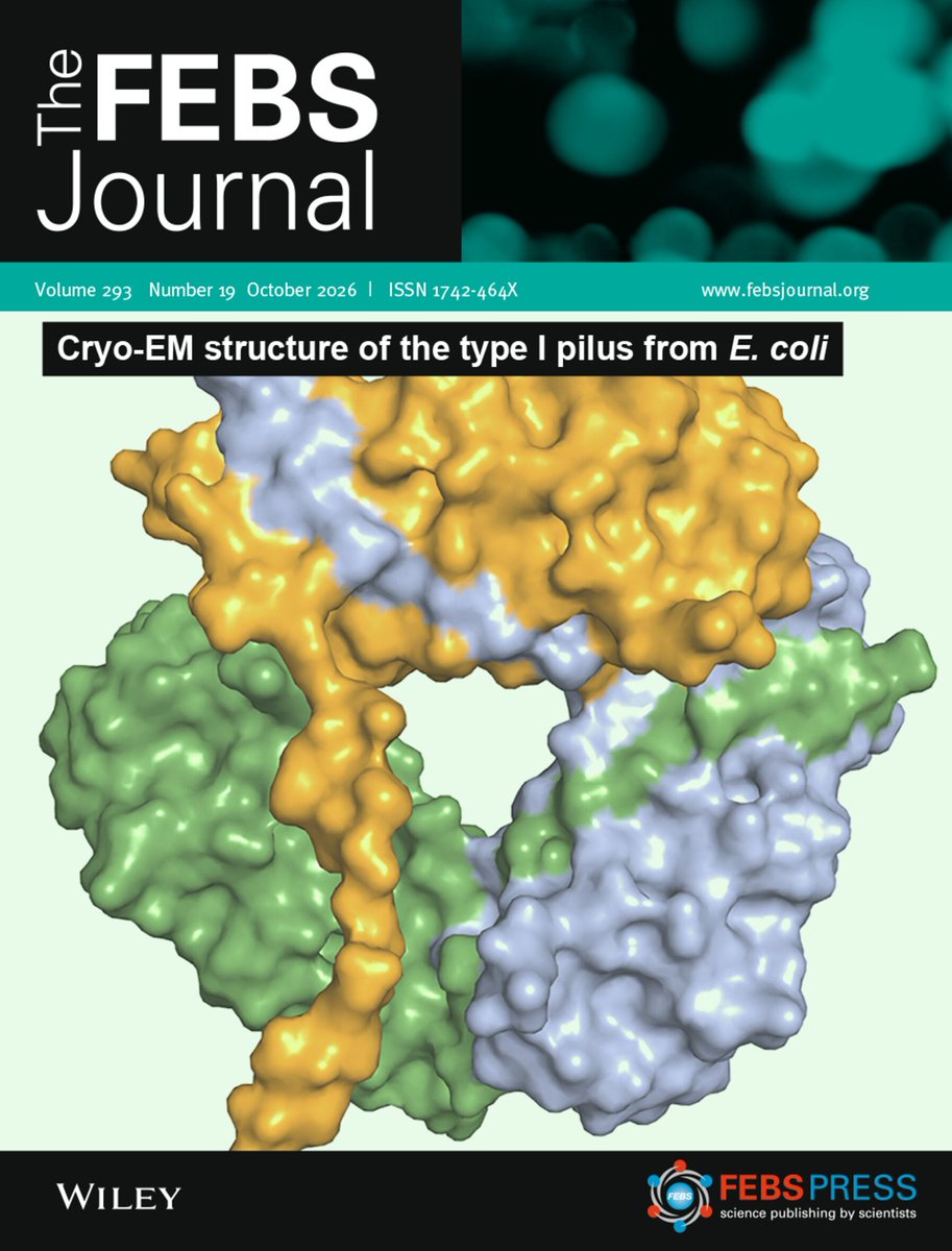 FEBSJournal's tweet photo. 📣 Issue 19 is now online!

🔎 Discover our latest collection of Original Articles, Reviews, Viewpoints, and Commentaries featuring cutting-edge advances across molecular, cellular, and structural biology:  

🧩 An insightful Review dissecting S6K1 regulation and pivotal role of mTOR complexes 1 and 2.

🧠 A Viewpoint by Erol and colleagues, exploring how high density multi-electrode (HD-MEA) systems and single-cell electrophysiology enable complex network analysis in amyotrophic lateral sclerosis (ALS).

🔬 An Editor’s Choice article in which Schäfer et al. integrated MALDI-MSI with LCM–LC-MS/MS data to spatially resolve epigenetic atlas of histone proteoforms in mouse models of Rett syndrome.

Check out our new issue here ➡️ https://t.co/X2TeVL01GU

#mTOR #ALS #Rettsyndrome #PACS1syndrome #tubulin