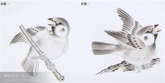 CooperLeectko's tweet photo. Gray sparrow catches a worm, spreads its wings, its lively shout echoes, hiding in the hedge, a small lively scene of nature. https://t.co/MA1uoRuJ1c